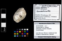 Foto (Objekt + Etikett) von Goniodromites sp.  (NHMW-GEO-2014-0194-0984)